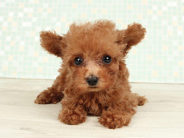 トイプードル タイニープードル 鹿児島店 P S First 子犬や子猫を最優先に考えたペットショップ