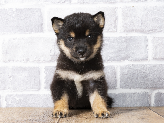 豆柴 おゆみ野店 P S First 子犬や子猫を最優先に考えたペットショップ