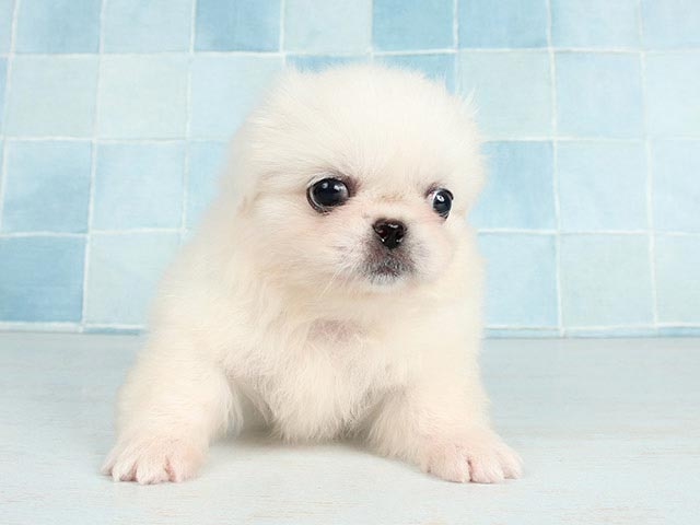 ペキニーズ 日吉津店 P S First 子犬や子猫を最優先に考えたペットショップ