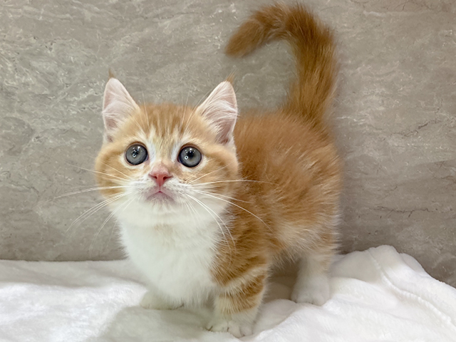 マンチカン 秋田店 P S First 子犬や子猫を最優先に考えたペットショップ