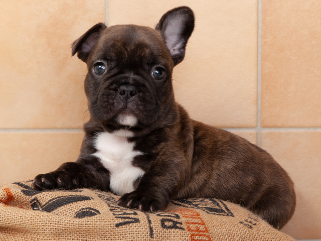 フレンチブルドッグ 名古屋栄店 ペッツファースト公式サイト