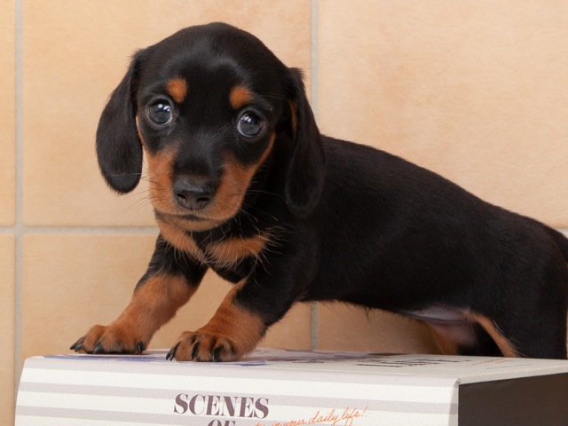 ダックスフンド ミニチュアダックス スムース 奈良登美ヶ丘店 P S First 子犬や子猫を最優先に考えたペットショップ