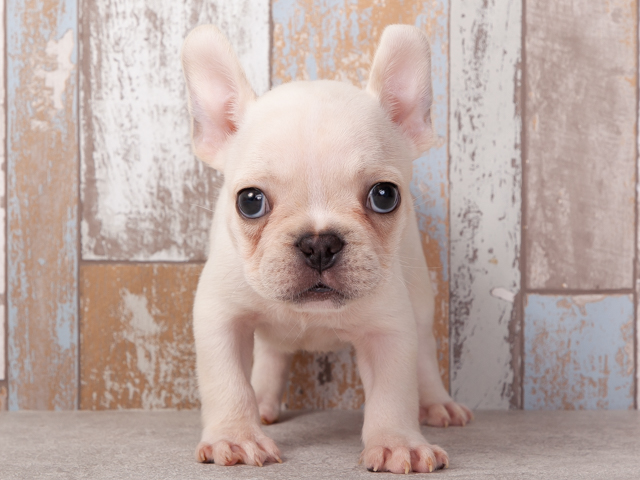 梅田店 │ペッツファースト公式サイト