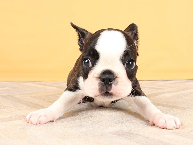 フレンチブルドッグ ボストンテリア ミックス ららぽーとtokyo Bay店 P S First 子犬や子猫を最優先に考えたペットショップ