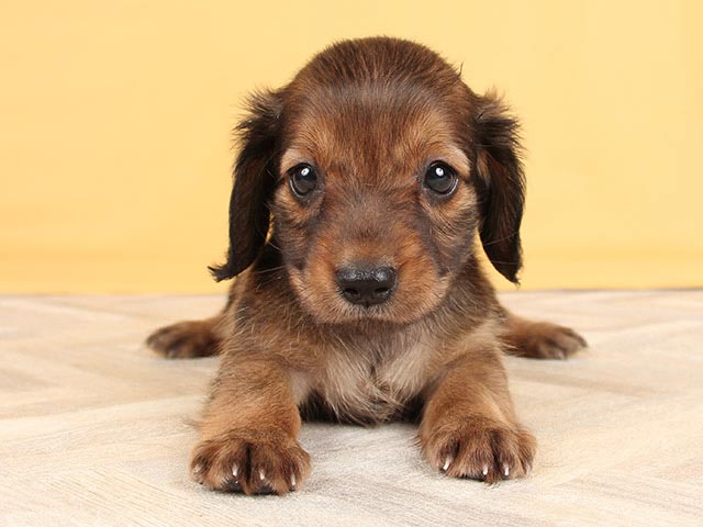 ダックスフンド ミニチュアダックス ロング 中野店 P S First 子犬や子猫を最優先に考えたペットショップ