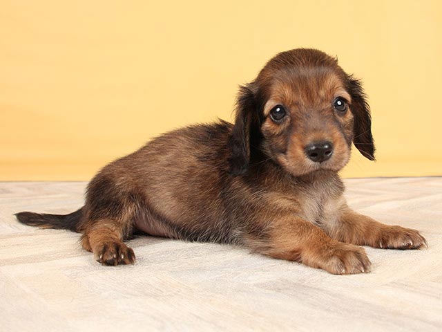 ダックスフンド ミニチュアダックス ロング 中野店 P S First 子犬や子猫を最優先に考えたペットショップ