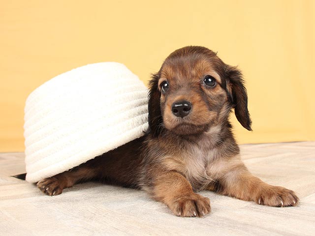 ダックスフンド ミニチュアダックス ロング 中野店 P S First 子犬や子猫を最優先に考えたペットショップ