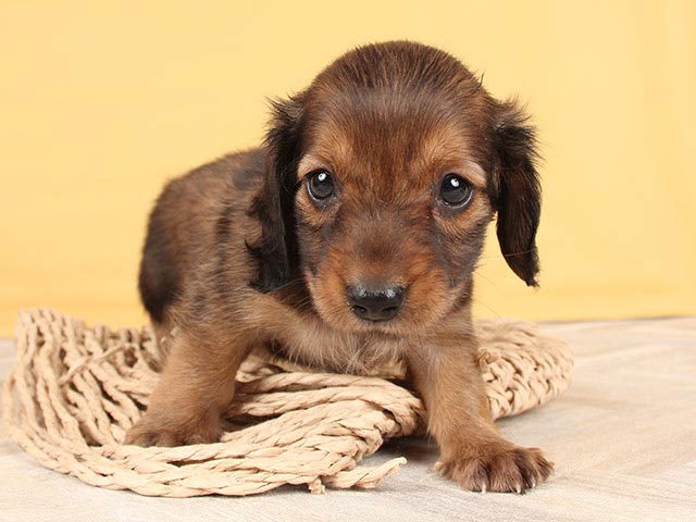ダックスフンド ミニチュアダックス ロング 中野店 P S First 子犬や子猫を最優先に考えたペットショップ