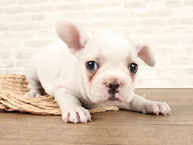 フレンチブルドッグ 武蔵小山店 ペッツファースト公式サイト