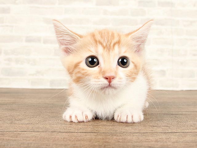 マンチカン 中野店 P S First 子犬や子猫を最優先に考えたペットショップ