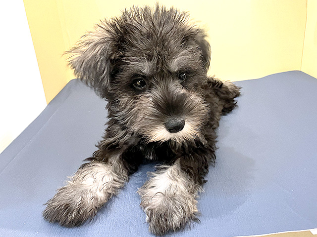 ミニチュアシュナウザー 広島祇園店 P S First 子犬や子猫を最優先に考えたペットショップ