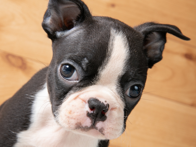 ボストンテリアを探す ペッツファースト公式サイト