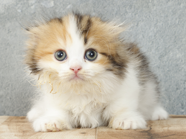 マンチカン Petemoレイクタウンmori店 P S First 子犬や子猫を最優先に考えたペットショップ