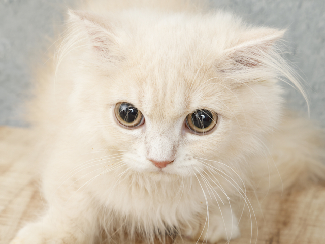 マンチカン 横浜駅前店 P S First 子犬や子猫を最優先に考えたペットショップ