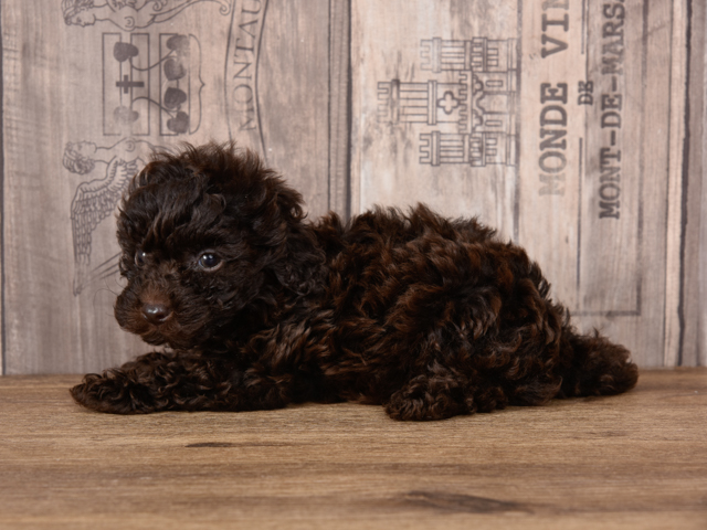 広島本通店 │ペッツファースト公式サイト