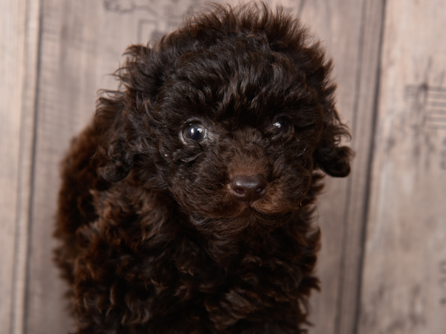 広島本通店 │ペッツファースト公式サイト