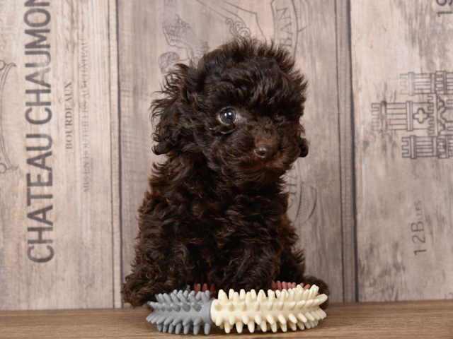 ドイツ　ビンテージ　ハーマン　テリア＆ブラックプードル　ペア ドイツ ビンテージ ハーマン テリア＆ブラックプードル ペア