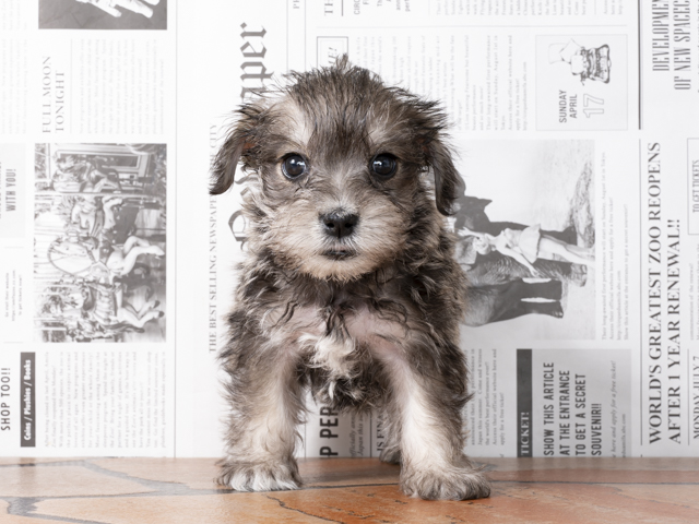 マルチーズ ミニチュアシュナウザー ミックス 福岡天神店 P S First 子犬や子猫を最優先に考えたペットショップ