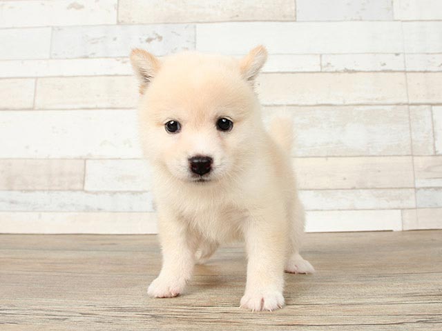 豆柴 新宿店 │ペッツファースト公式サイト