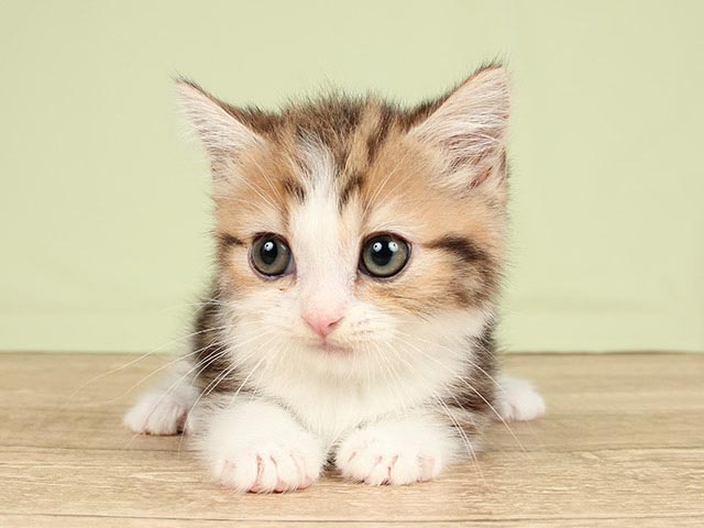 マンチカン 神戸三宮センター街店 P S First 子犬や子猫を最優先に考えたペットショップ