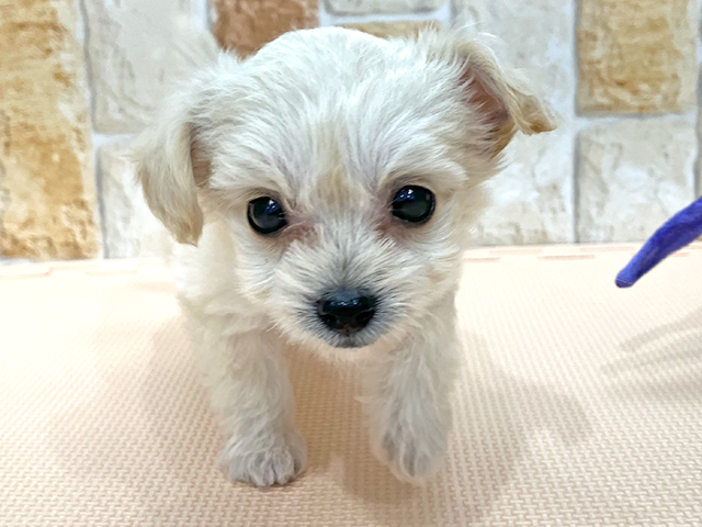 チワワ トイプードル ミックス お台場店 P S First 子犬や子猫を最優先に考えたペットショップ