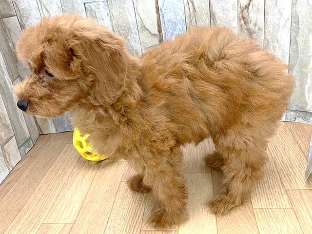 トイプードル ティーカッププードル 広島本通店 P S First 子犬や子猫を最優先に考えたペットショップ