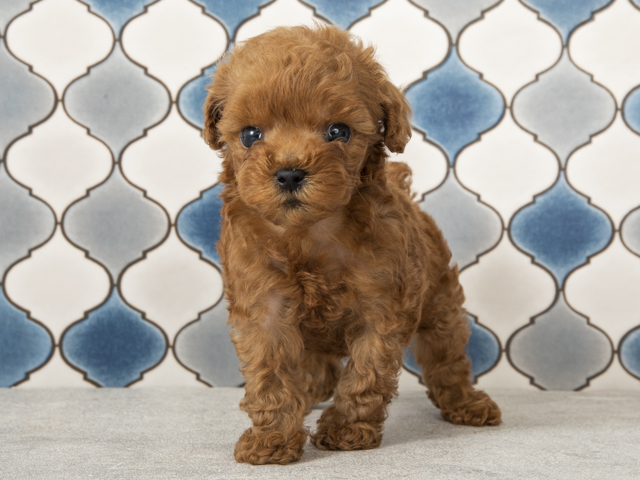 トイプードル タイニープードル 茅ヶ崎店 P S First 子犬や子猫を最優先に考えたペットショップ