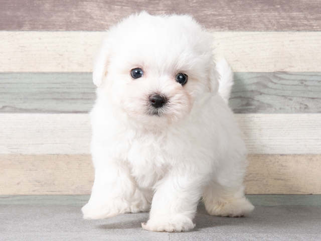 マルチーズ トイプードル ミックス 神戸三宮店 P S First 子犬や子猫を最優先に考えたペットショップ