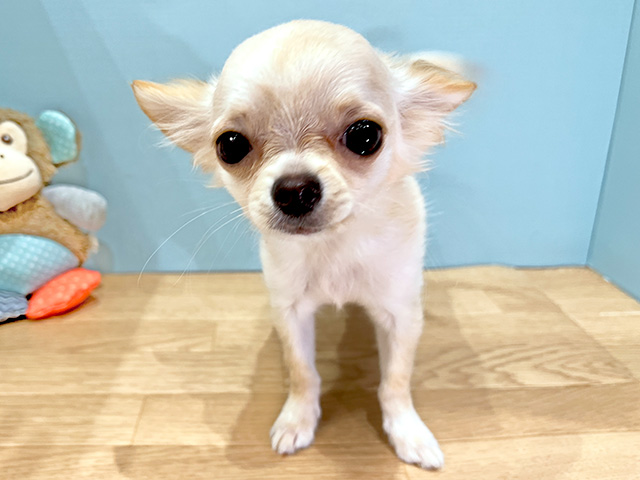 難波店 大阪府のペットショップ P S First 子犬や子猫を最優先に考えたペットショップ