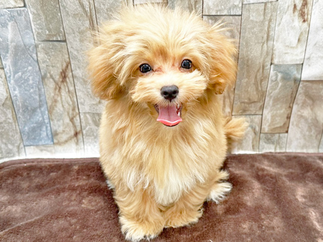 マルチーズ トイプードル ミックス 神戸元町店 P S First 子犬や子猫を最優先に考えたペットショップ