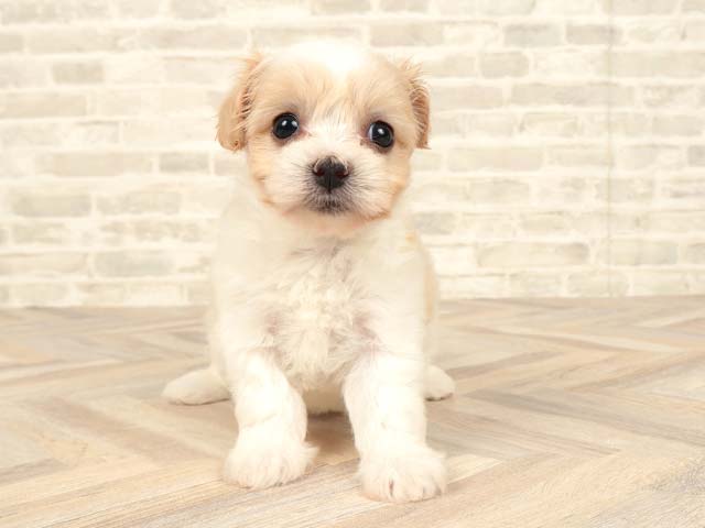 ミックス 横浜元町店 │ペッツファースト公式サイト