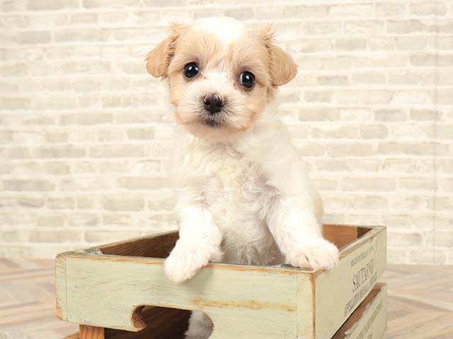 ミックス 横浜元町店 │ペッツファースト公式サイト