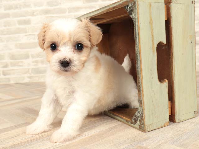 マルマルページ 楽天市場】【1点までメール便可】 MANDARINE BROTHERS