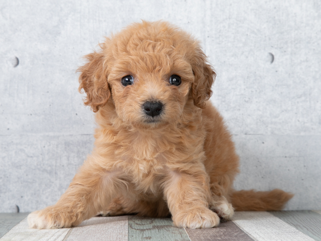 トイプードル ビションフリーゼ ミックス 日吉津店 P S First 子犬や子猫を最優先に考えたペットショップ