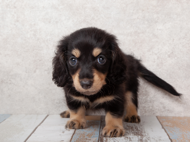 ダックスフンド ミニチュアダックス ロング 茨木店 P S First 子犬や子猫を最優先に考えたペットショップ