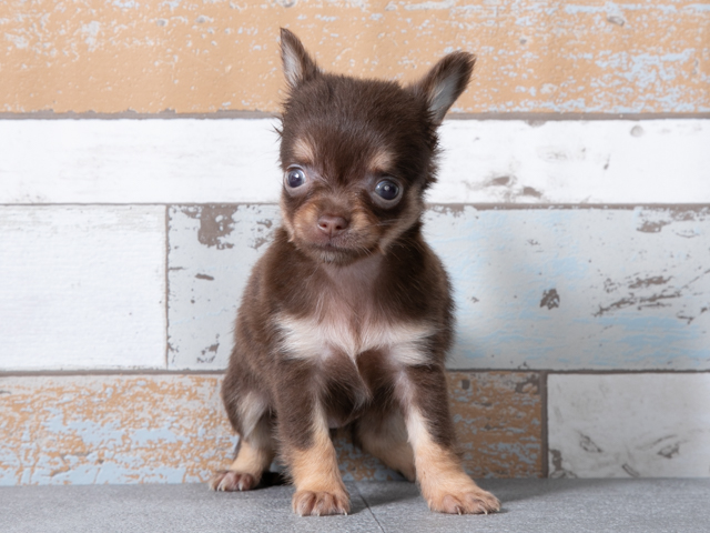 チワワ ロング 広島祇園店 P S First 子犬や子猫を最優先に考えたペットショップ