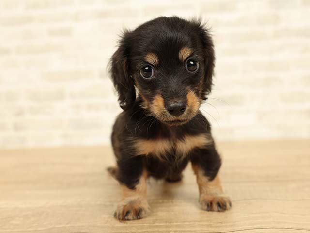 ダックスフンド ミニチュアダックス ロング 大和店 P S First 子犬や子猫を最優先に考えたペットショップ