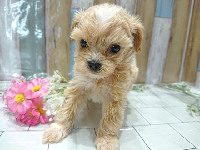 トイプードル チワワ ミックス 土浦店 P S First 子犬や子猫を最優先に考えたペットショップ