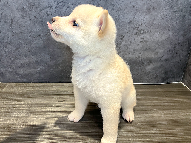 豆柴 鹿児島店 P S First 子犬や子猫を最優先に考えたペットショップ