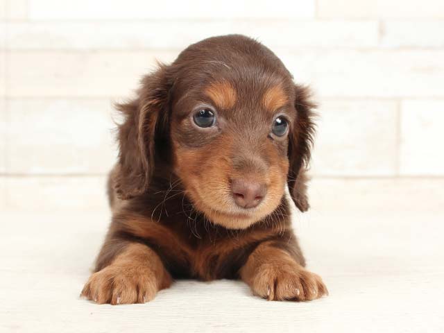ダックスフンド ミニチュアダックス ロング 倉敷店 P S First 子犬や子猫を最優先に考えたペットショップ