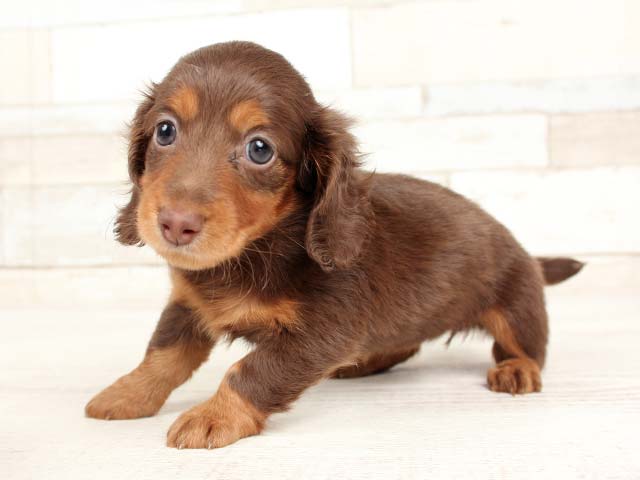 ダックスフンド ミニチュアダックス ロング 倉敷店 P S First 子犬や子猫を最優先に考えたペットショップ