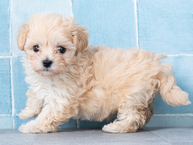 トイプードル マルチーズ ミックス 大和鶴間店 P S First 子犬や子猫を最優先に考えたペットショップ