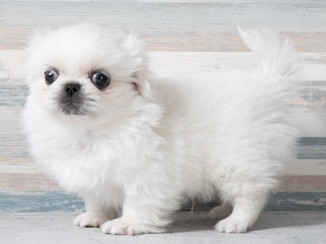ペキニーズ おゆみ野店 P S First 子犬や子猫を最優先に考えたペットショップ ペキニーズ おゆみ野店 P S First 子犬や子猫を最優先に考えたペットショップ