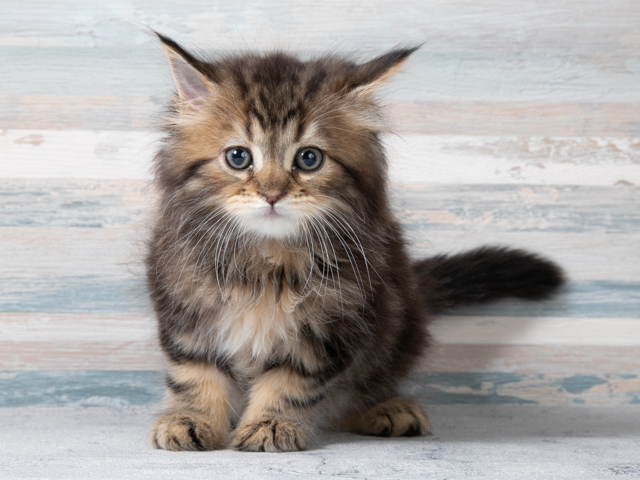 ラガマフィン 秦野店 P S First 子犬や子猫を最優先に考えたペットショップ