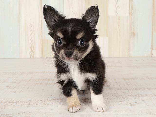 広島本通店 広島県のペットショップ P S First 子犬や子猫を最優先に考えたペットショップ