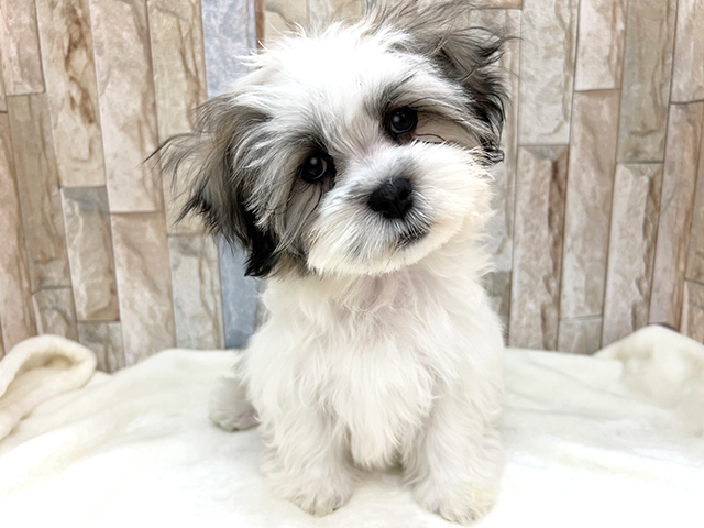 マルチーズ シーズー ミックス 宇品店 P S First 子犬や子猫を最優先に考えたペットショップ