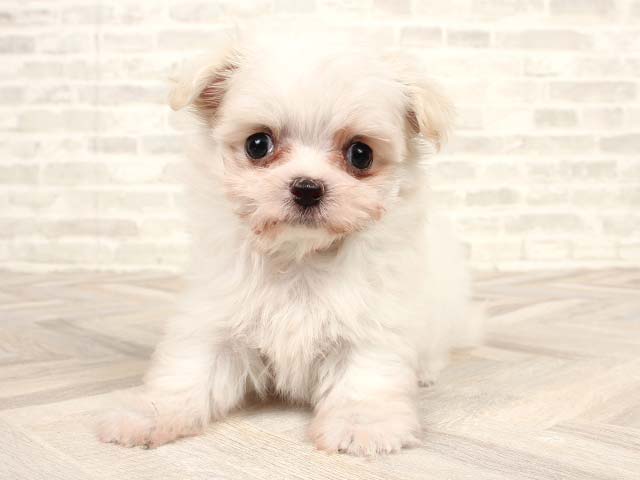マルチーズ チワワ ミックス 中野店 P S First 子犬や子猫を最優先に考えたペットショップ マルチーズ チワワ ミックス 中野店 P S First 子犬や子猫を最優先に考えたペットショップ