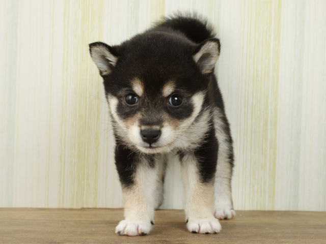豆柴 吉祥寺サンロード店 P S First 子犬や子猫を最優先に考えたペットショップ