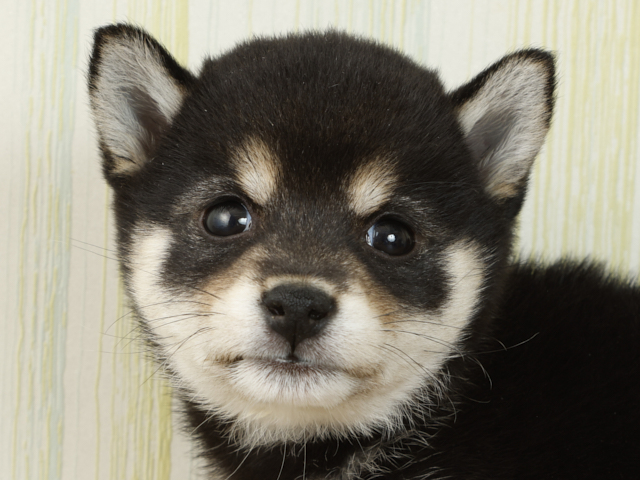 豆柴 吉祥寺サンロード店 P S First 子犬や子猫を最優先に考えたペットショップ