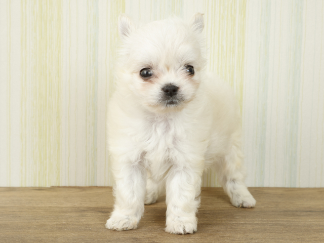 マルチーズ チワワ ミックス ららぽーとtokyo Bay店 P S First 子犬や子猫を最優先に考えたペットショップ マルチーズ チワワ ミックス ららぽーとtokyo Bay店 P S First 子犬や子猫を最優先に考えたペットショップ